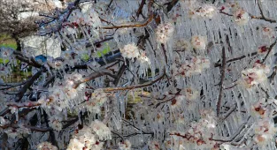 Manisa'da çiftçilerin zirai don mesaisi 