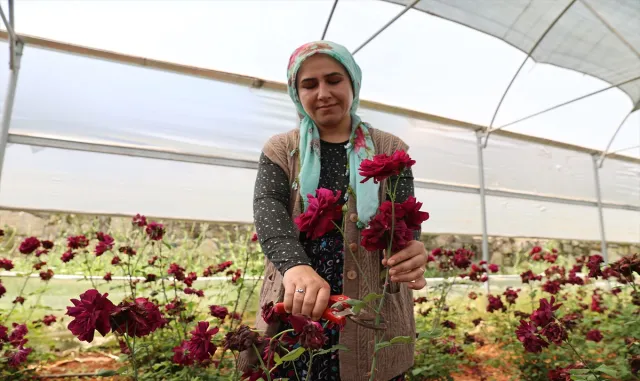 Halfeti'nin endemik bitkisi karagülde hasat zamanı