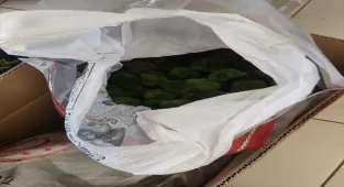 Kapıkule'de yolcu otobüsünde 2 bin 125 canlı yeşil alg ele geçirildi