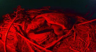 Belek Sahili'nde caretta carettanın yumurtlama anı görüntülendi