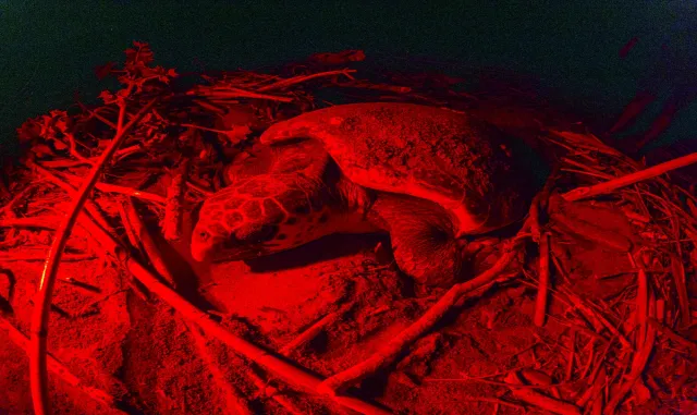 Belek Sahili'nde caretta carettanın yumurtlama anı görüntülendi
