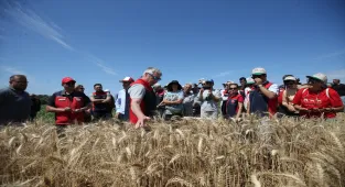 Çanakkale'de yerli 13 buğday ve 9 arpa çeşidi üreticiye tanıtıldı