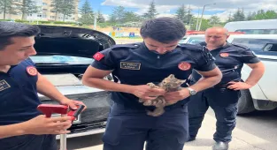 Eskişehir'de aracın motor kısmına sıkışan kedi yavrusu kurtarıldı