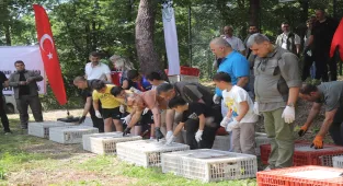 Ordu'da kahverengi kokarcayla biyolojik mücadele için doğaya 1600 sülün bırakıldı 