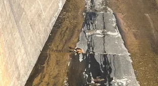 Sivas’ta barajın tahliye kapaklarında mahsur kalan 3 dağ keçisi kurtarıldı 
