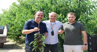 İncesu ilçesinde kiraz hasadı başladı