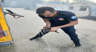 Eskişehir'de ağaçlandırma sahasında çıkan yangından etkilenen kaplumbağa kurtarıldı