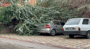 Niğde’de üzerine ağaç devrien otomobilde hasar oluştu