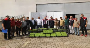 Kırıkkale'de üreticilere kıvırcık marul fidesi dağıtıldı