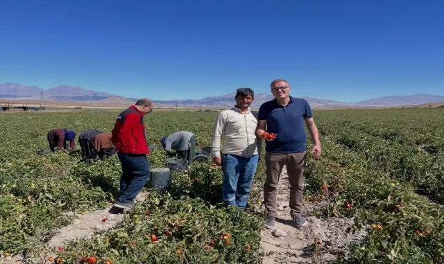 Niğde'de domates ve kavun hasadı başladı