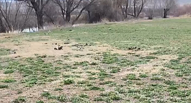 Kayseri'de Ramazan Ayı öncesinde şok iddia! At kesmişler...